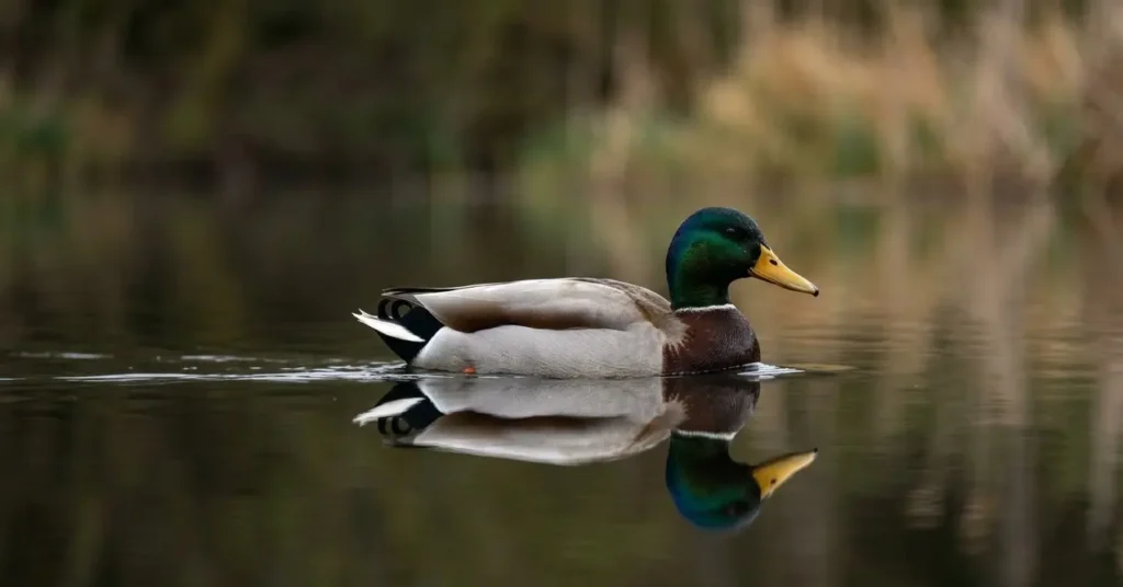 Mallard duck with clear reflection on calm water, symbolizing balance.